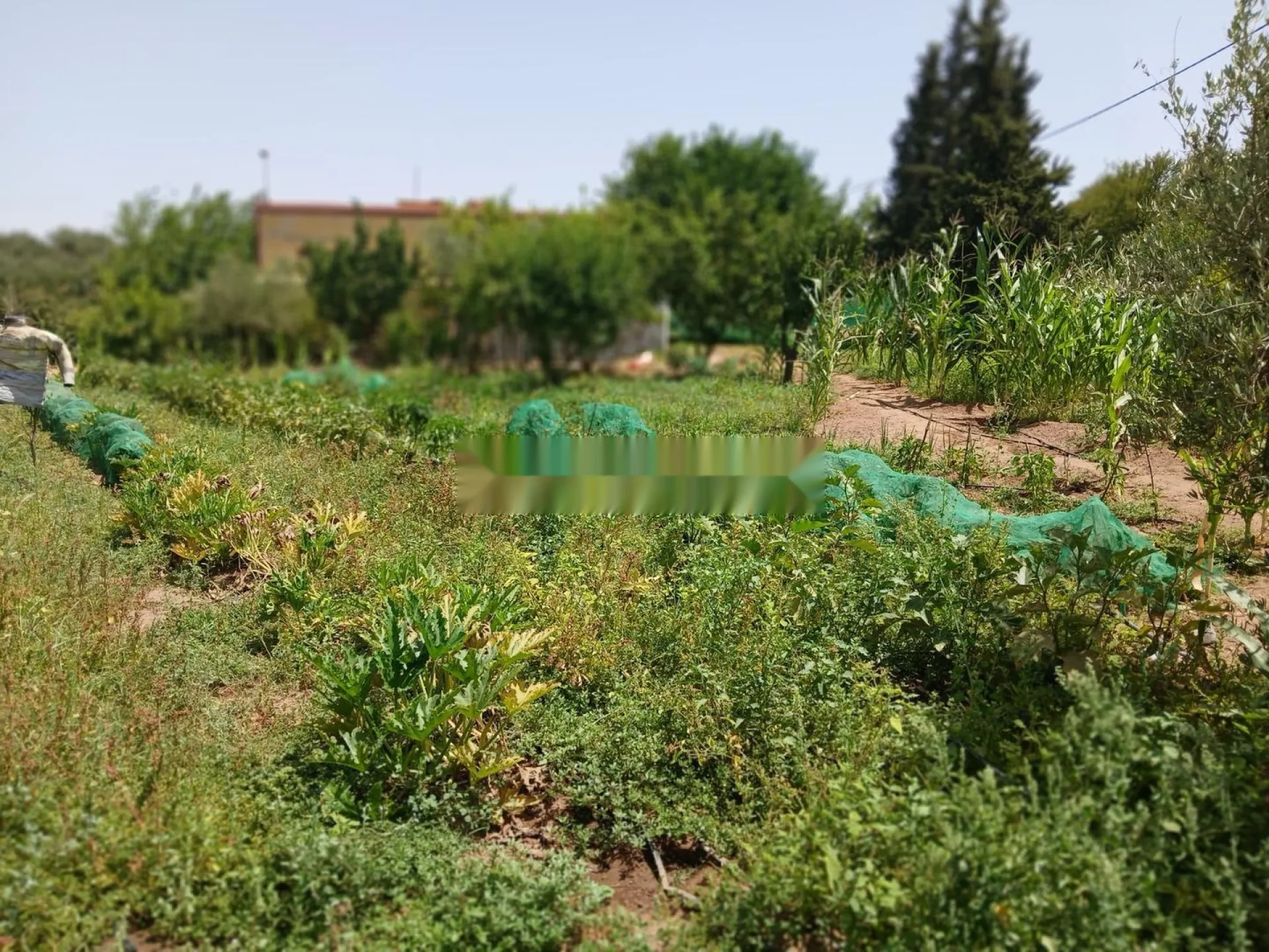 بيع مزرعة فلاحية
