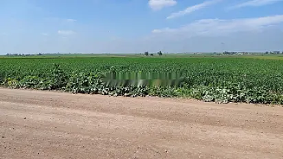 3 ha titré à Benslimane commune zyayda