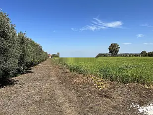 Terrains, Fermes & Villas titrés · Tnine Chtouka