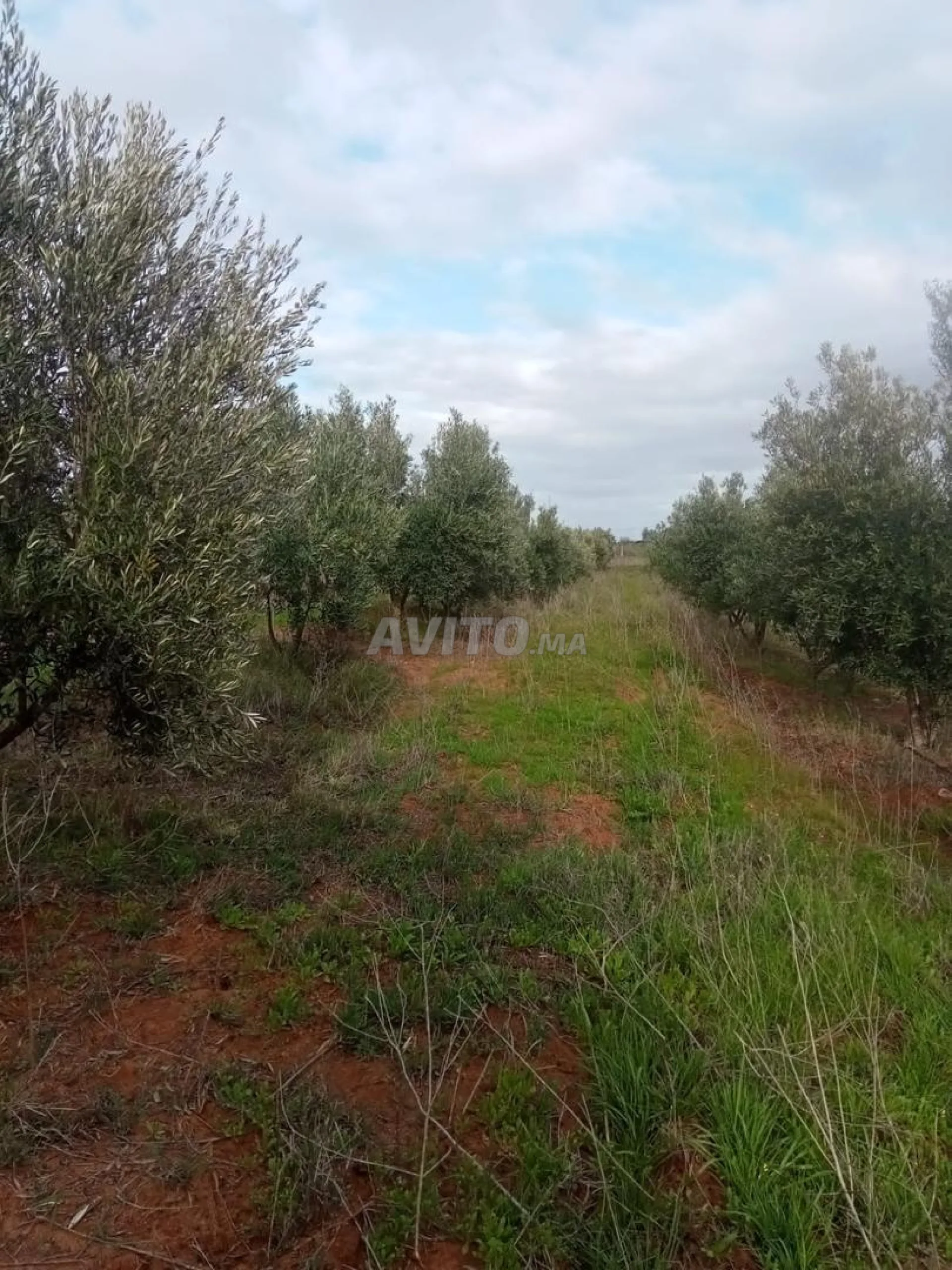 Terrain agricole 1 hectare avec oliviers à Kamouni