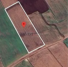 Vente Terrain agricole de 10000 m2 à Berrechid