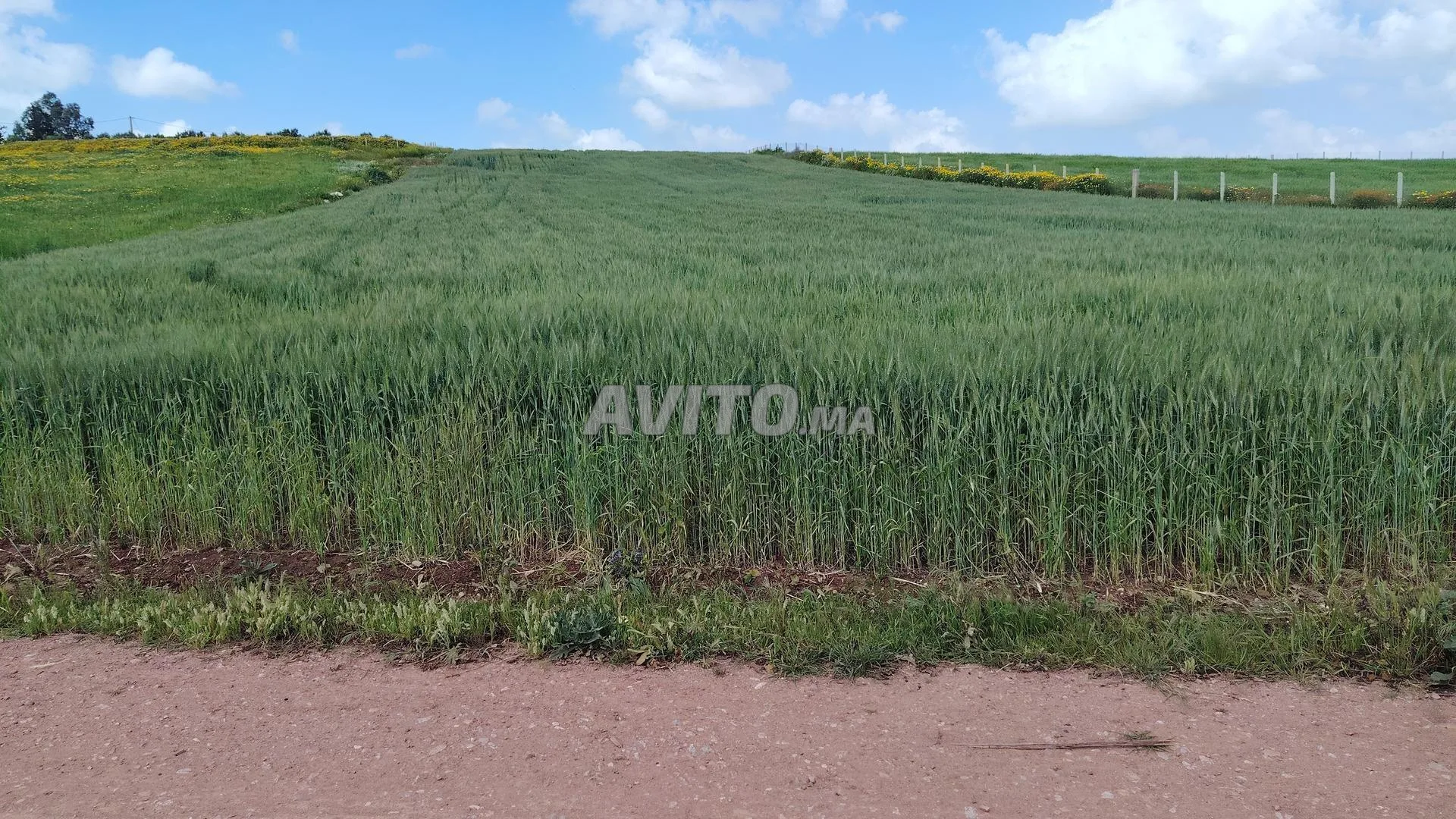 Terrains El Jadida pour résidence, agriculture ou investissement
