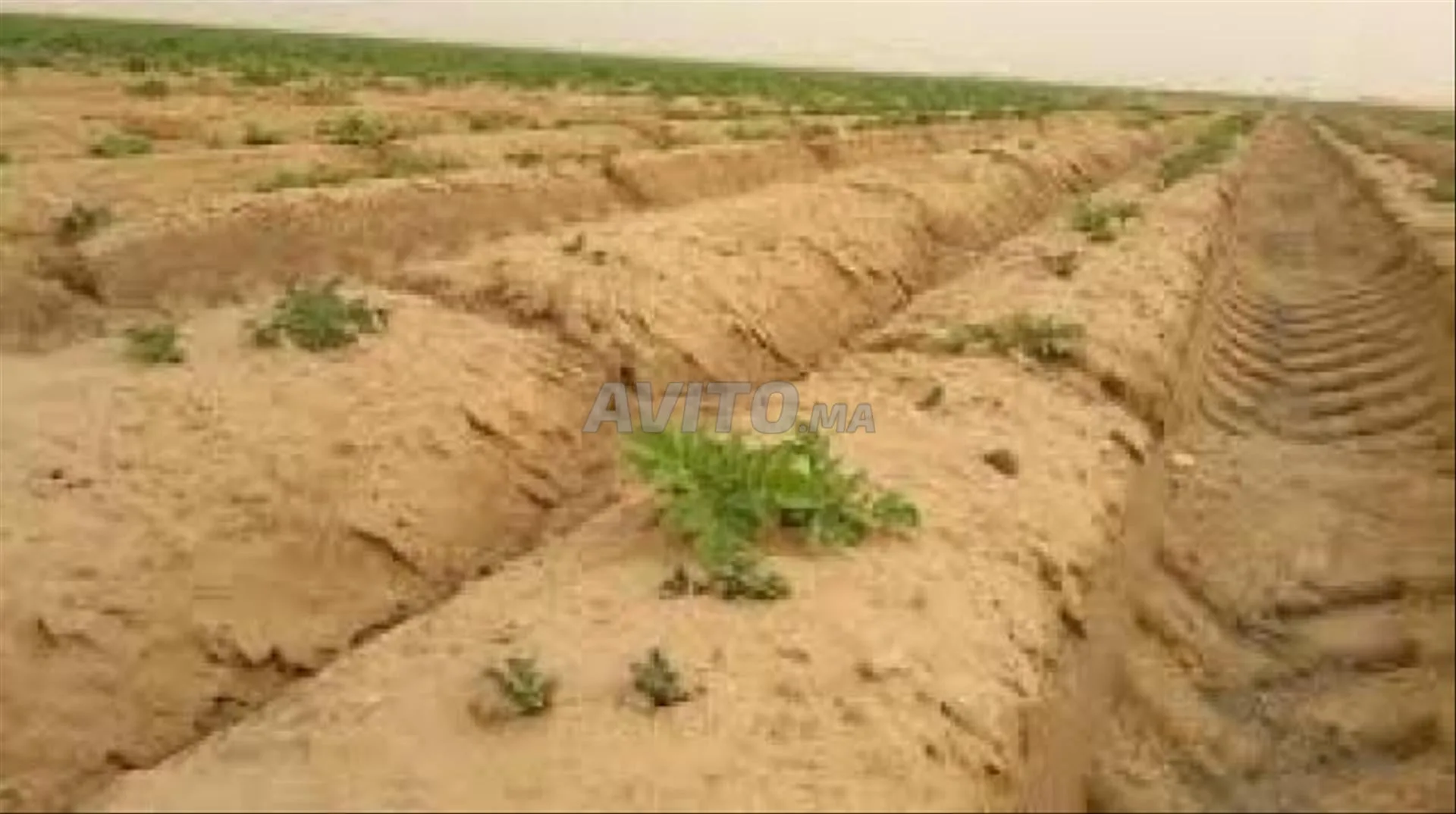 Terrain de 70 hectares sablonneux en bord de mer