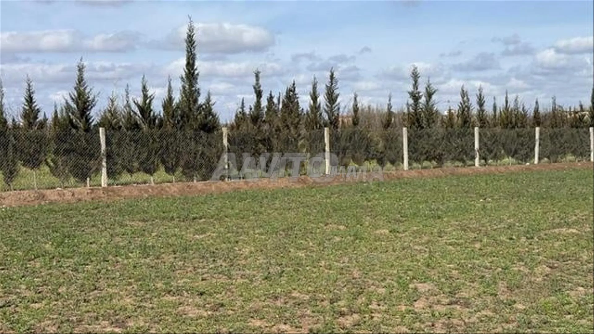 Terrains et fermes titrés la région de Bir Jdid (ОБ)