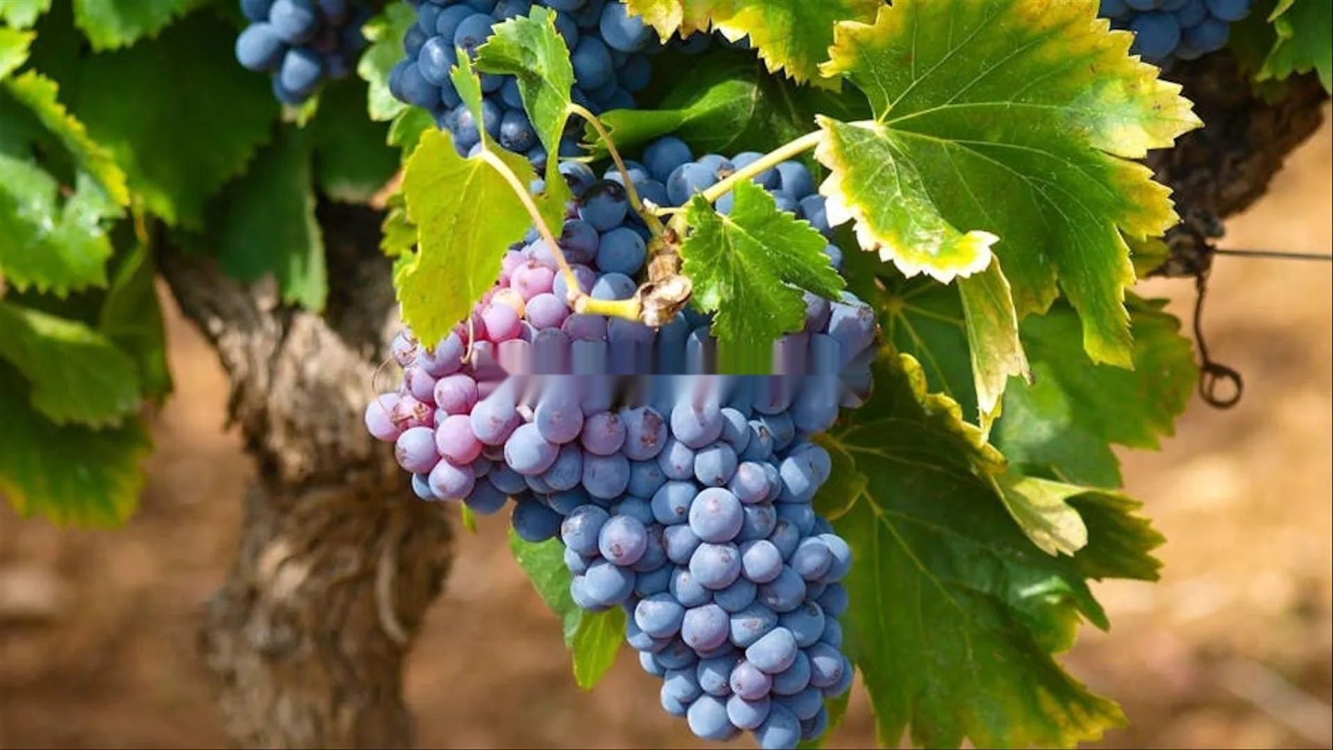 Ferme équipée Vignes kaki 33 hectares Meknes
