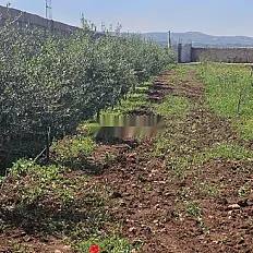 À vendre terrain titré avec oliviers et amandiers