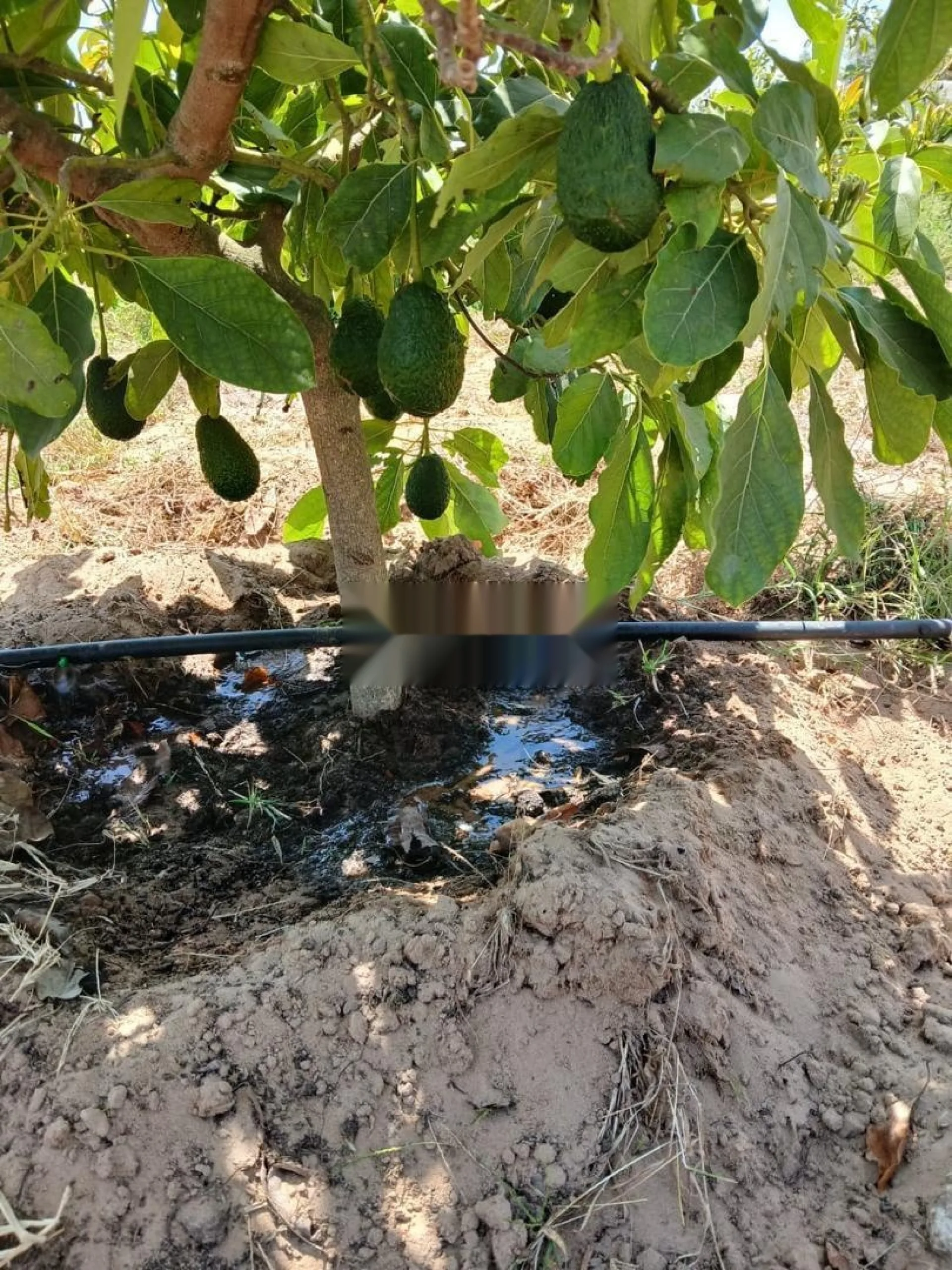 Terrain avec avocatiers et arbres fruitiers variés