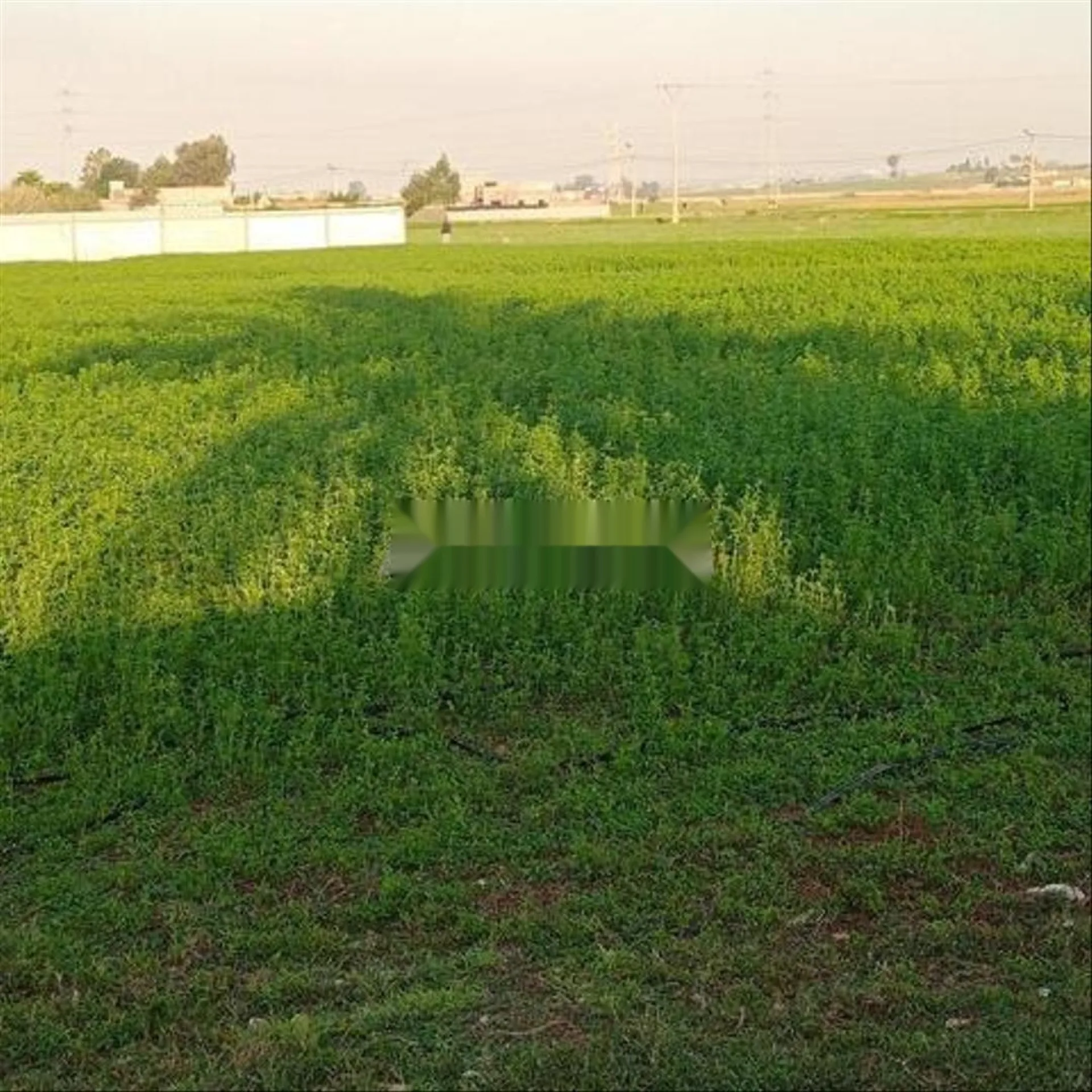 Terrains agricoles et villas titrés près d'Azemmour