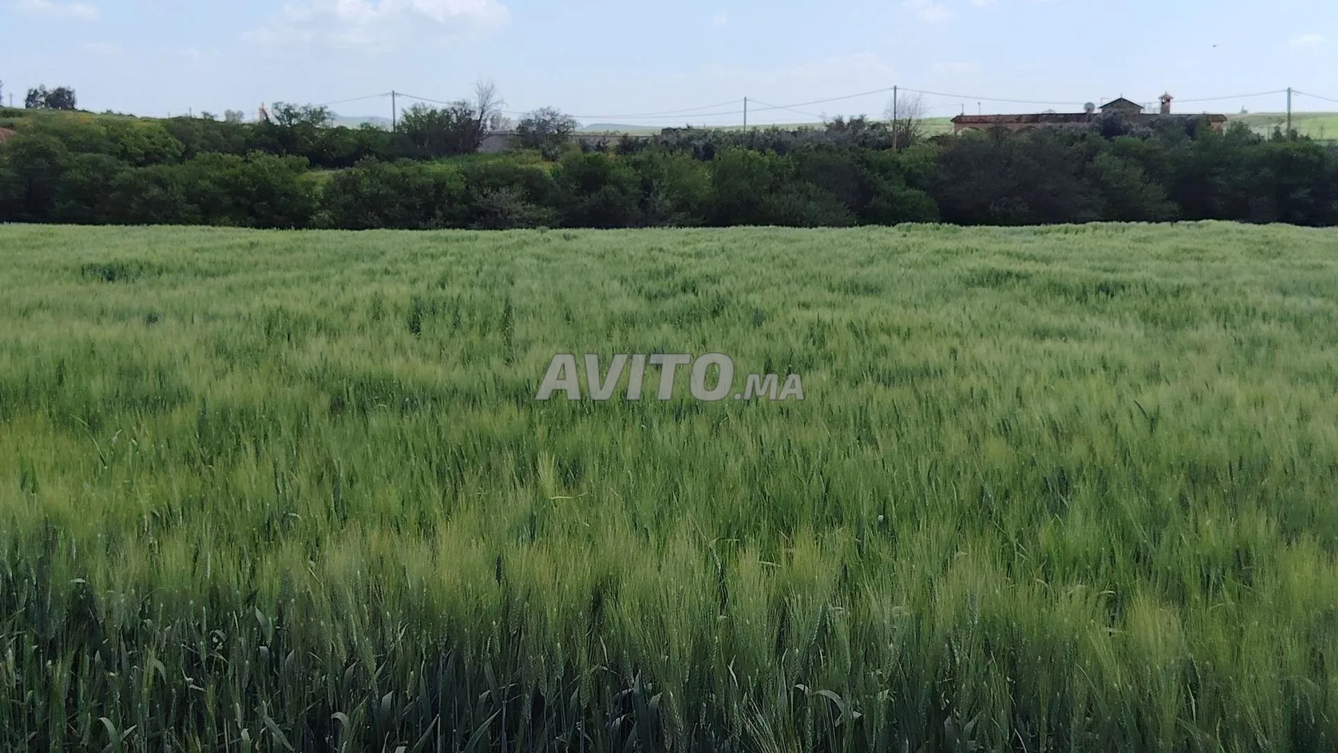 Terrains titrés à Sidi Rahal pour habitation et investissement