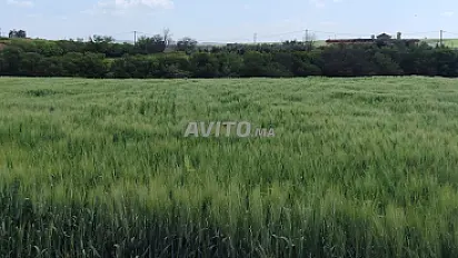 Terrains titrés à Sidi Rahal pour habitation et investissement