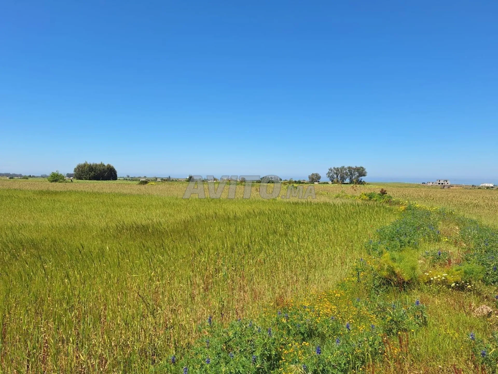 Terrain agricole titré d'un hectare et demi à vendre