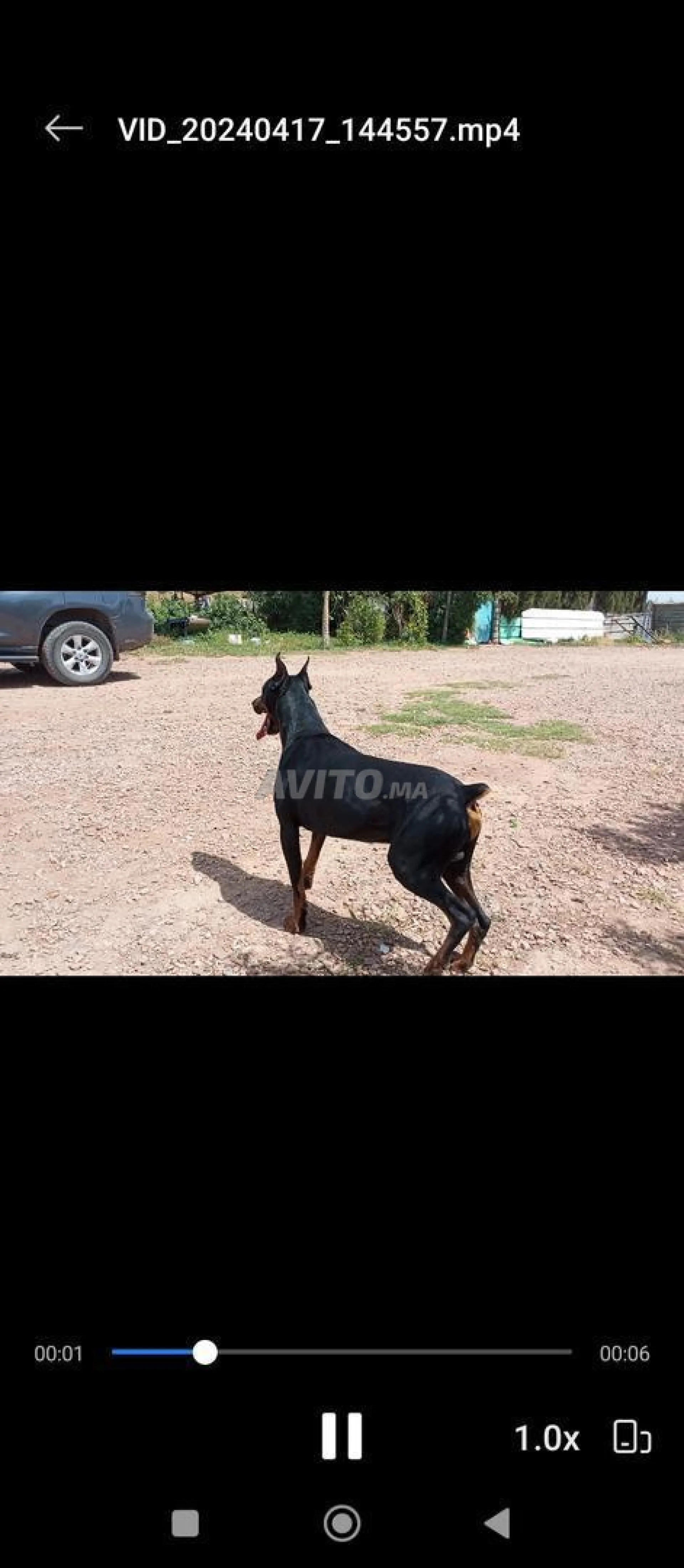 Doberman à adopter gratuitement doberman