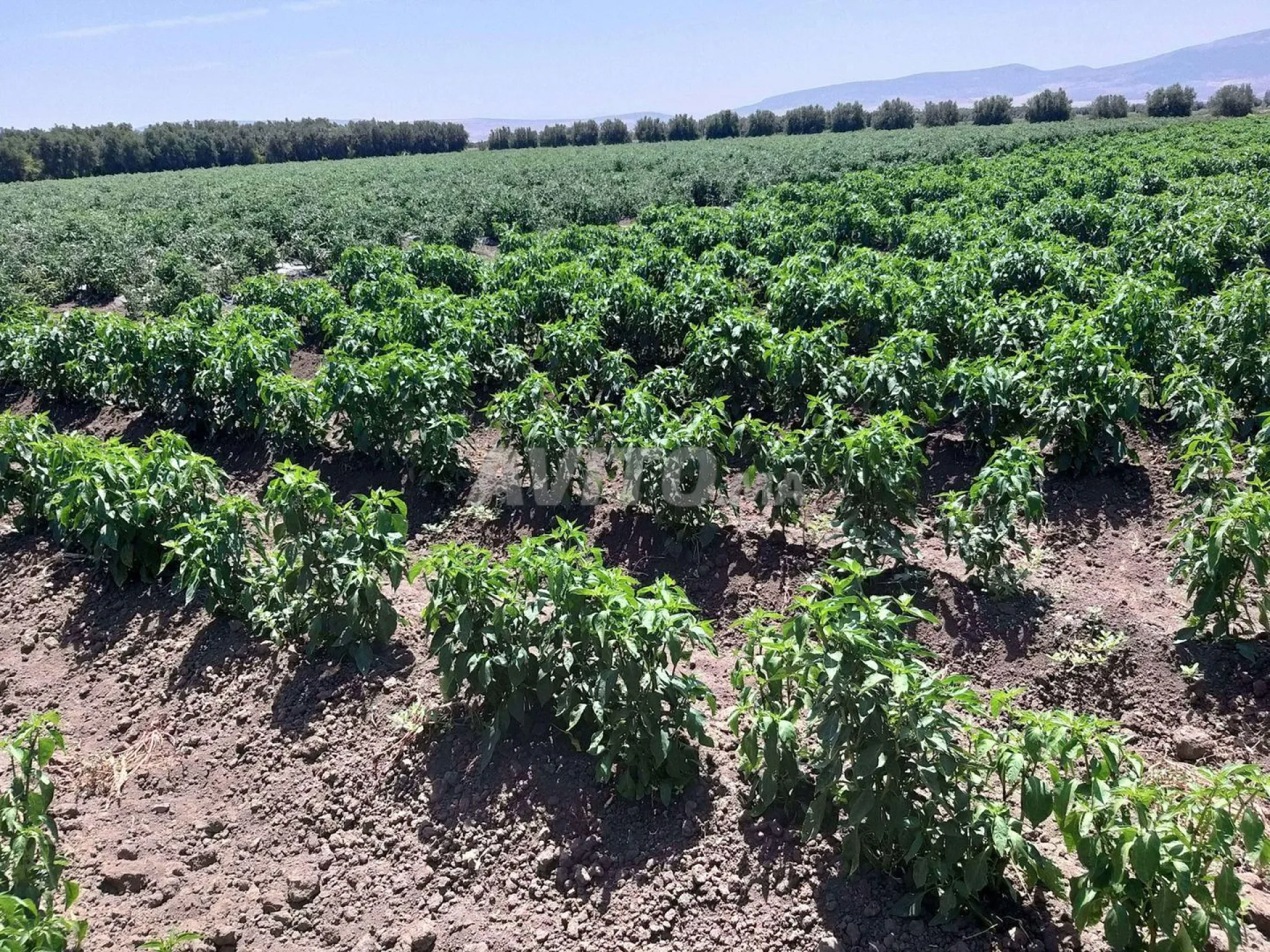 Souihla à vendre 3 hectares à Sidi Kacem, commune de Zerara Nahda