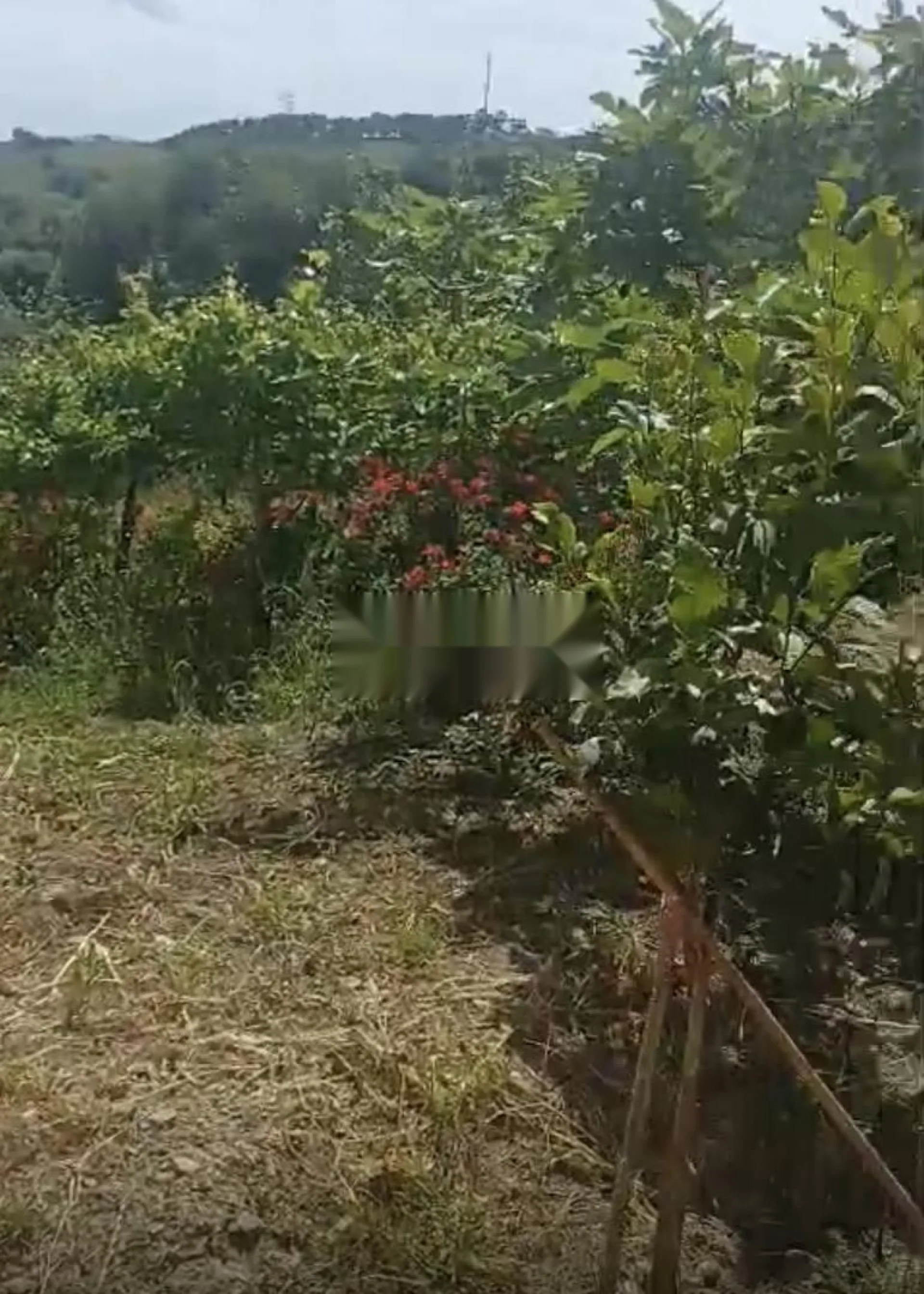 Commune Ain Lahssan, environs de Tétouan, à 8 km de Tétouan