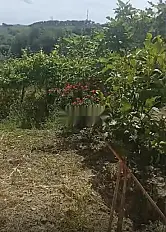 Commune Ain Lahssan, environs de Tétouan, à 8 km de Tétouan