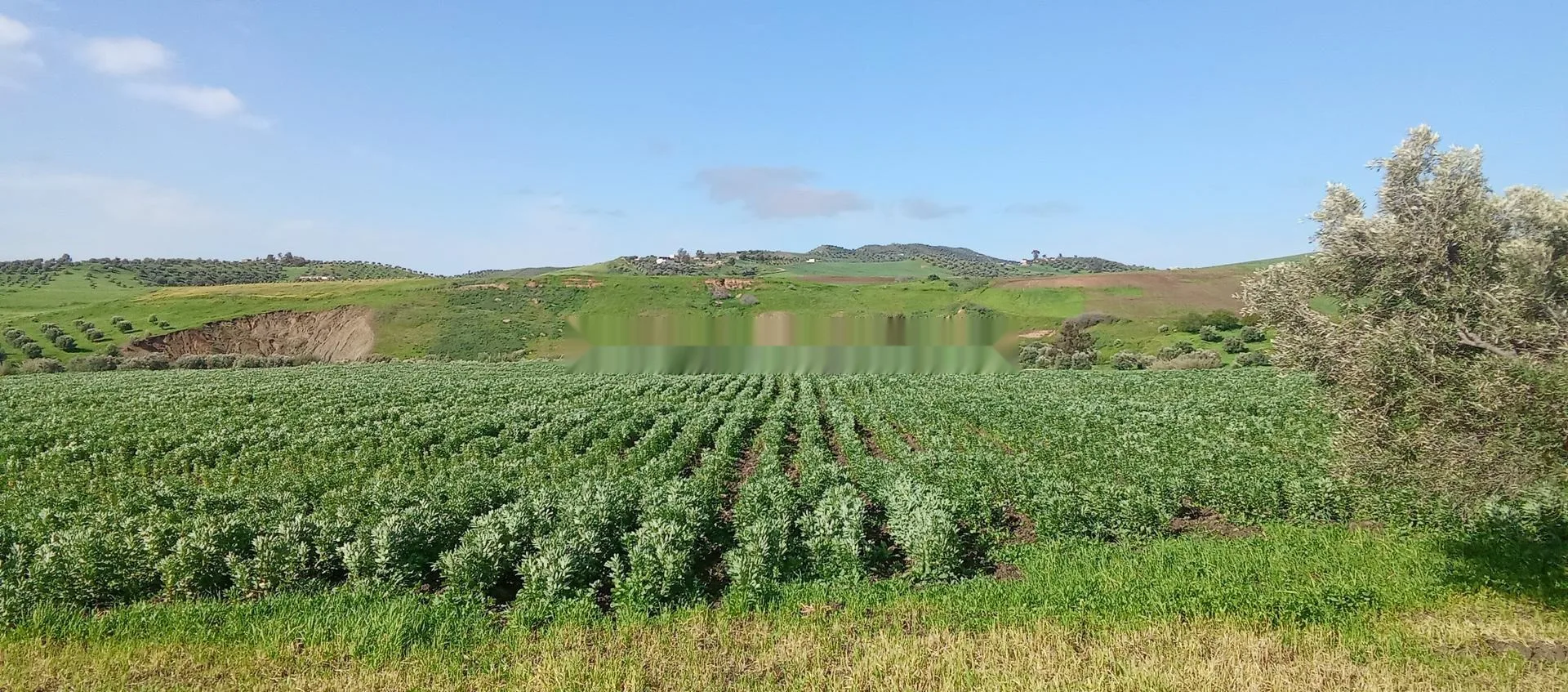 Hectare à vendre