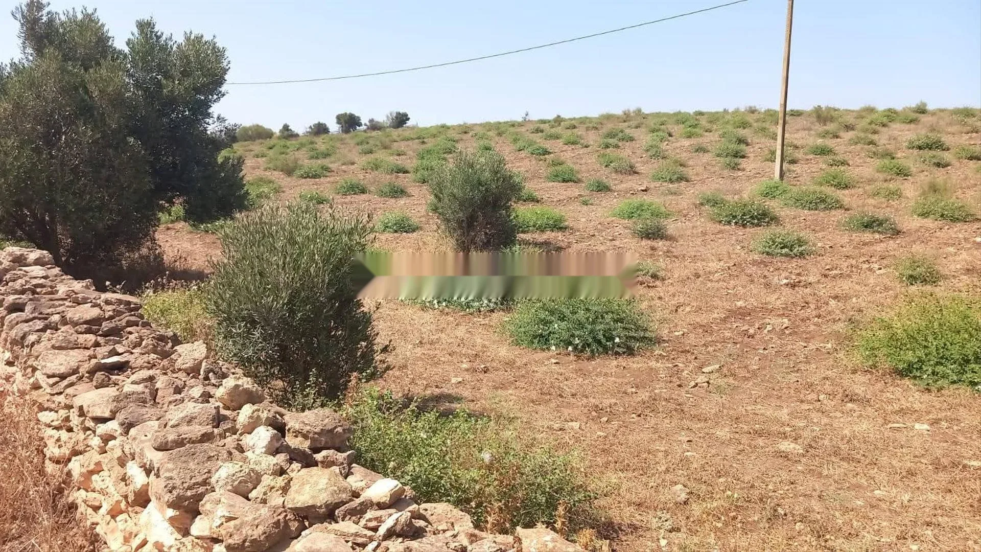Terrain agricole Safi