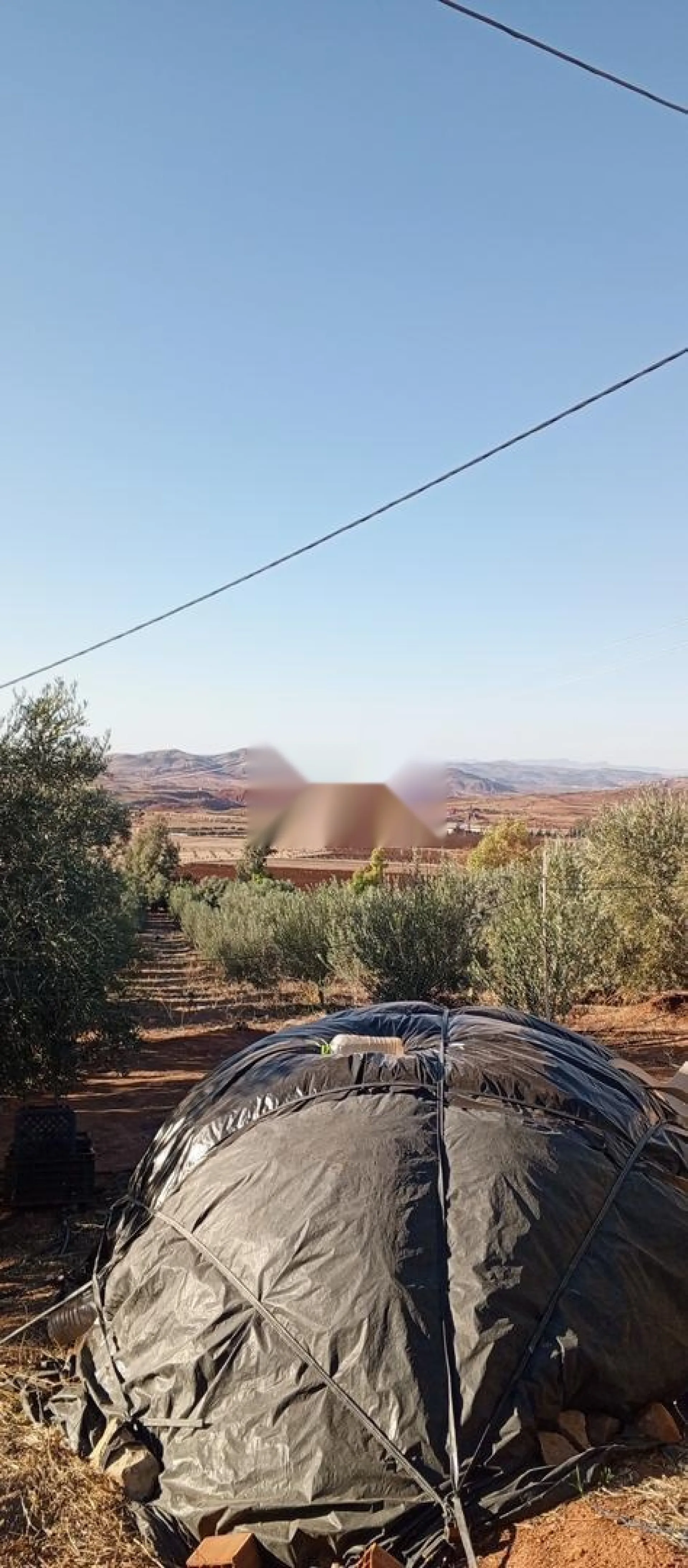 Terrain agricole avec plus de 300 oliviers