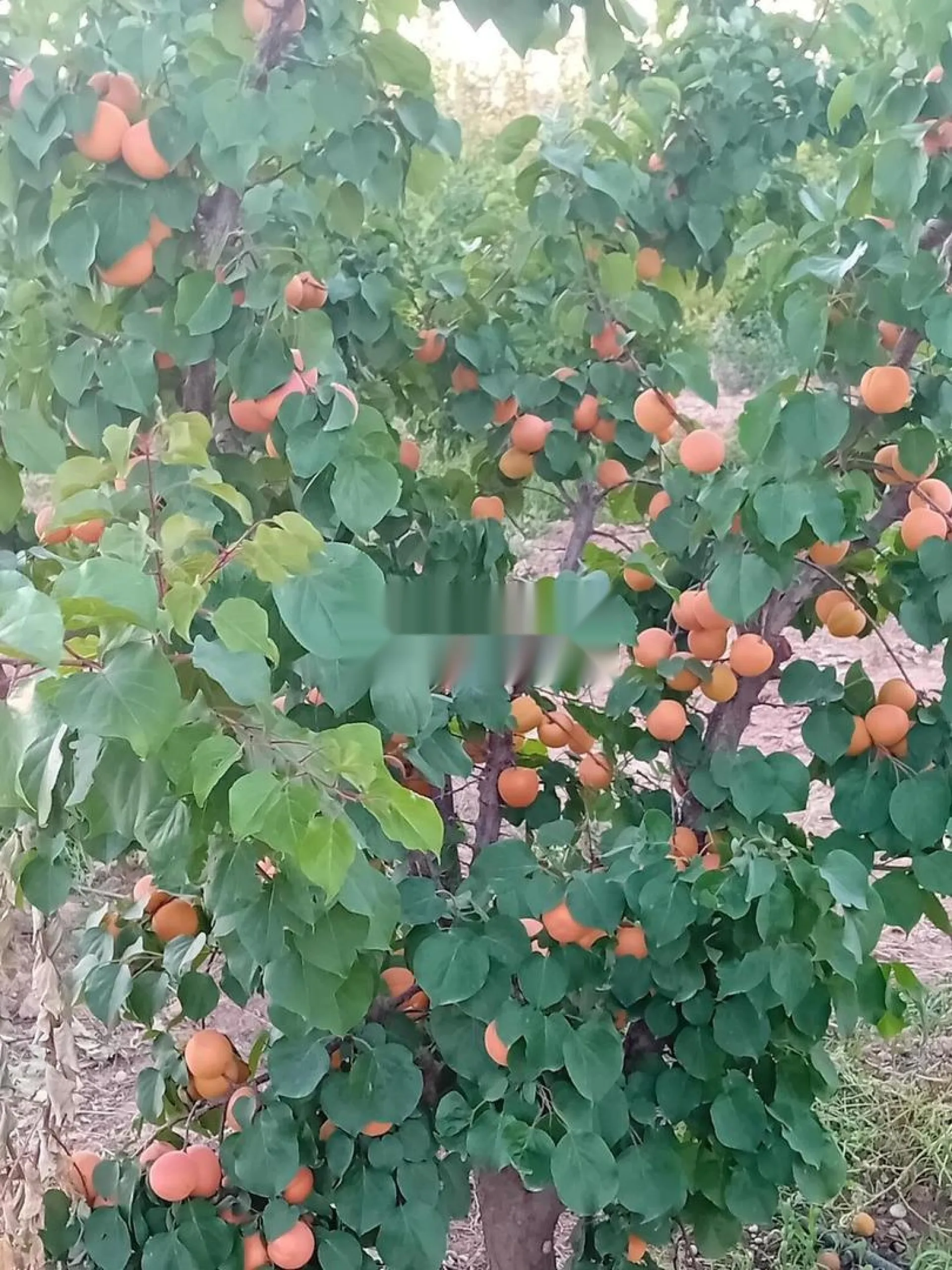 Ferme titrée à 15 mn oujda