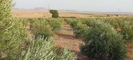 ferme à vendre dix hectares d'olivier