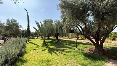 Terrain titré 2,5 Ha 250 Oliviers Rte Ouarzazate