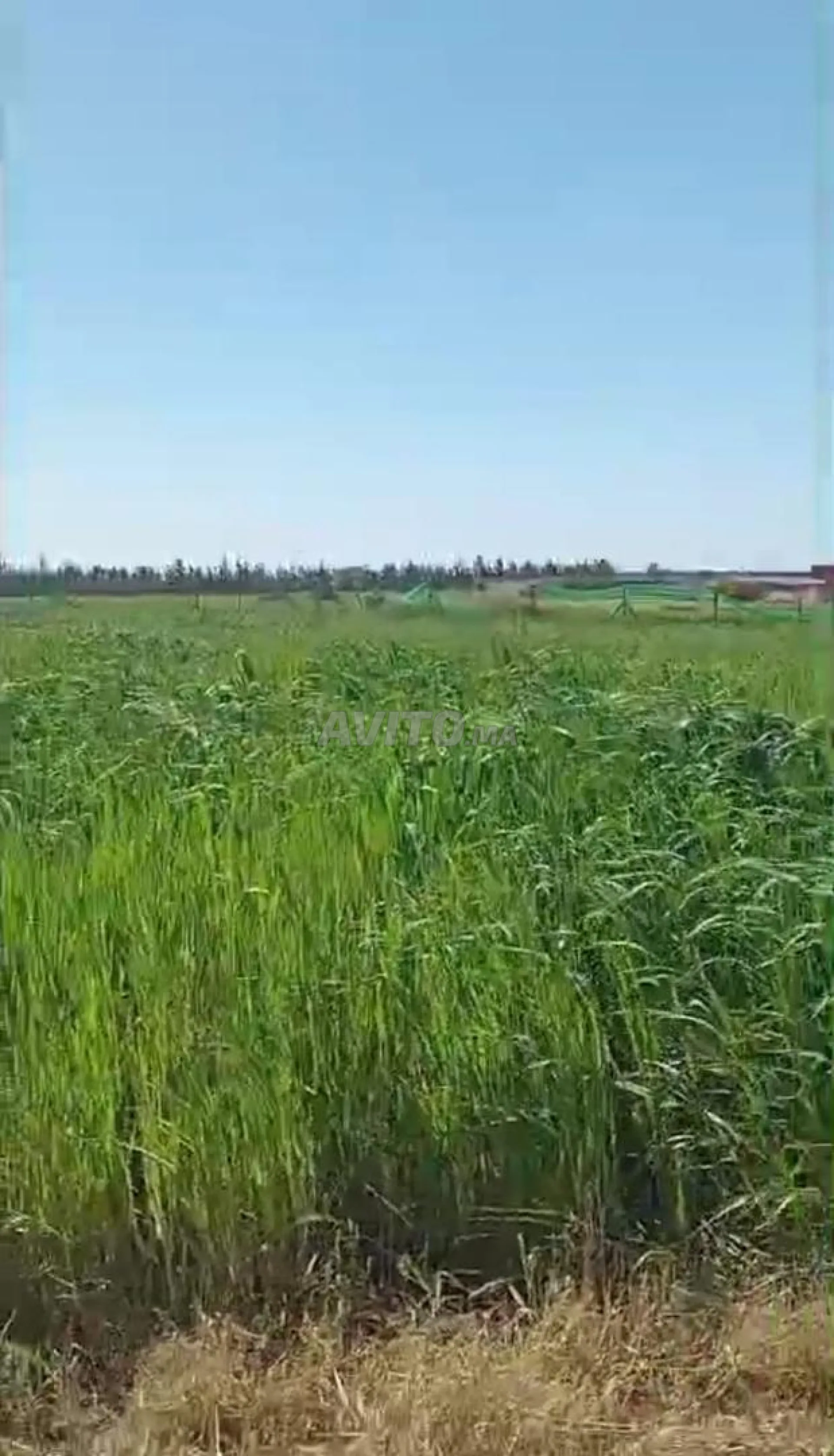 Terrain agricole 2 800 m² près de Casablanca