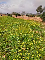 À VENDRE FERME DE 20 HECTARES AXE SAFI / MARRAKECH