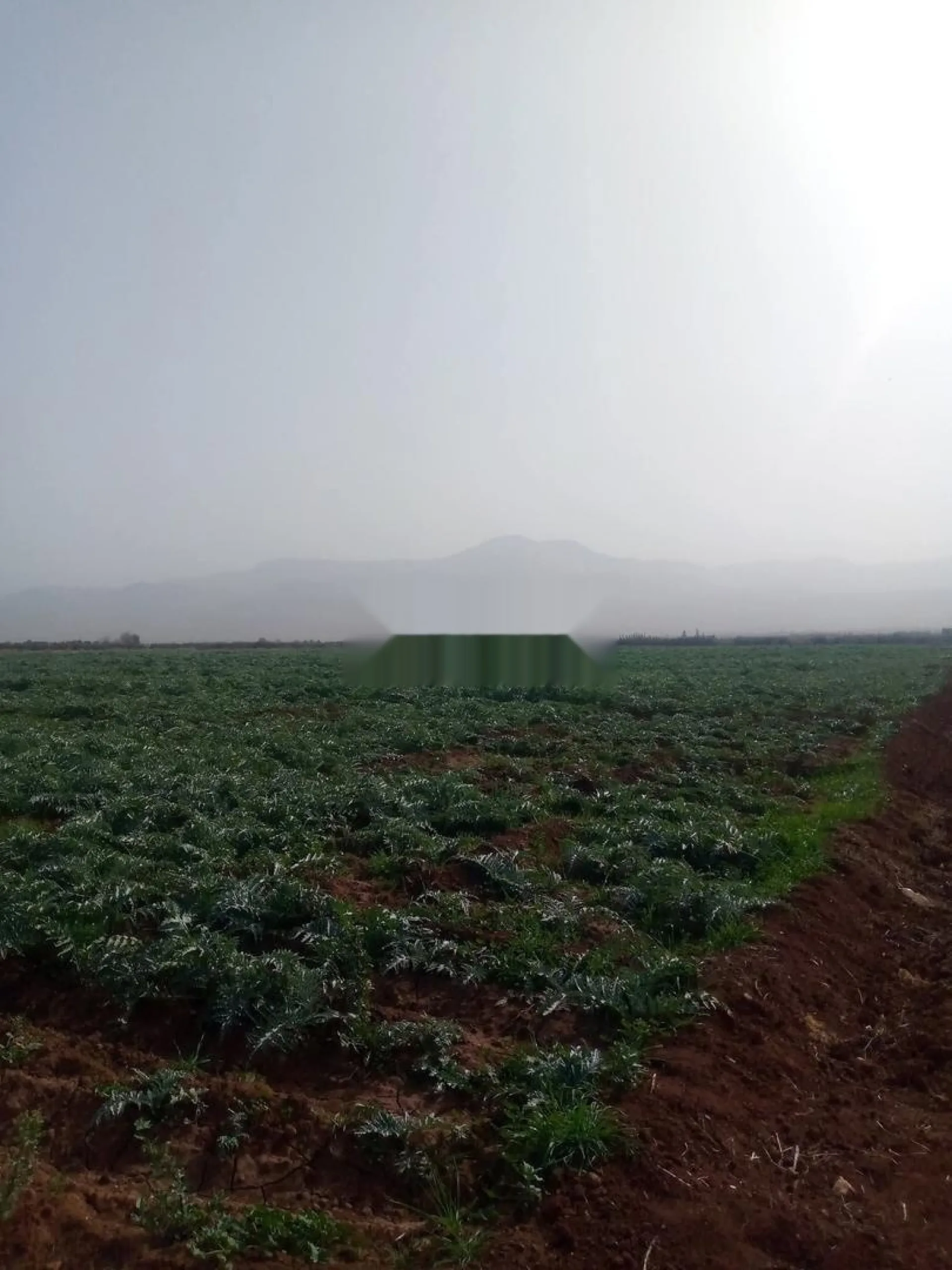 Quatre hectares agricoles à vendre près de Beni Mellal