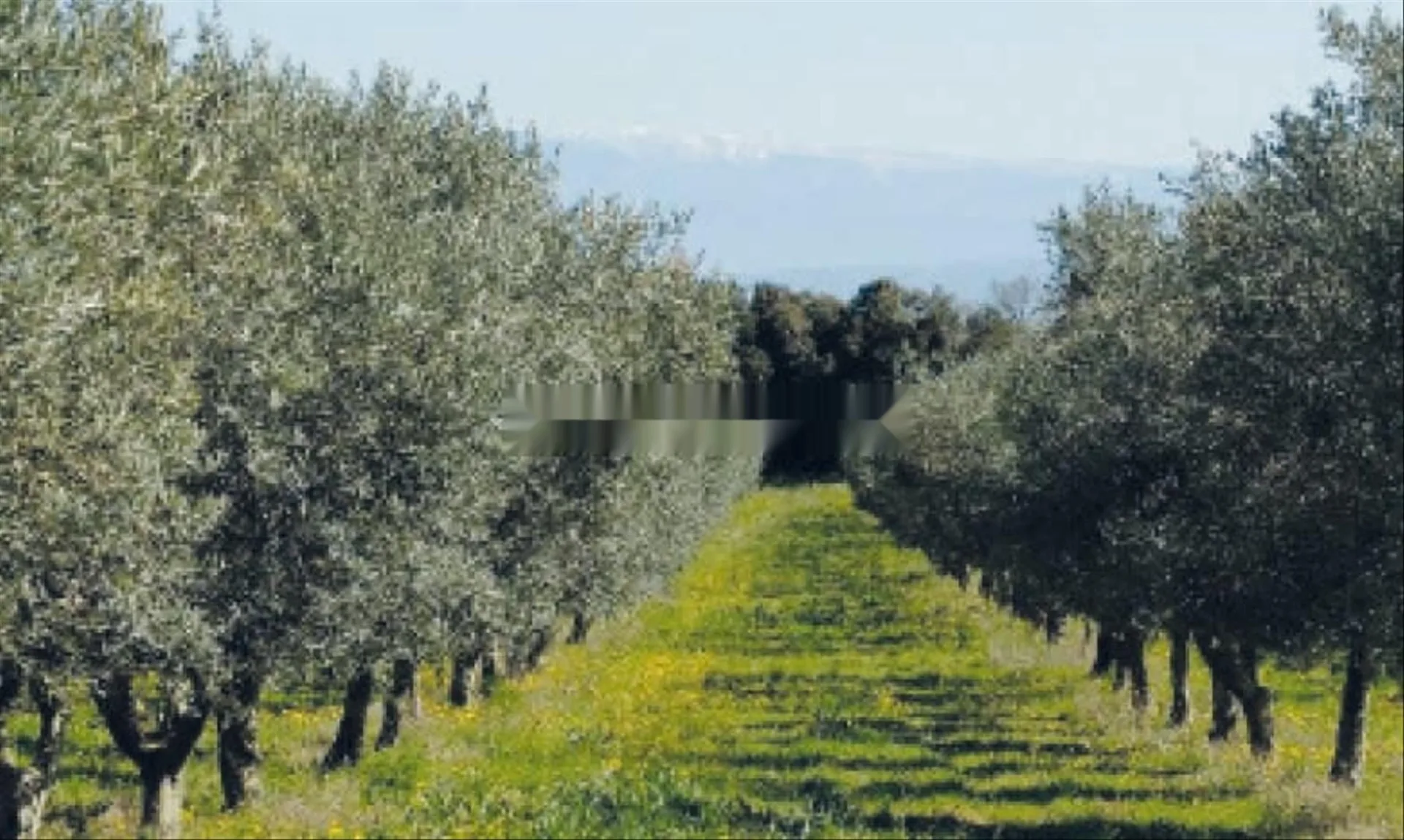 Ferme équipée amande olive Ain krma 35 hectares