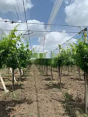 Ferme 25 hectares de vigne et valenciennes navels