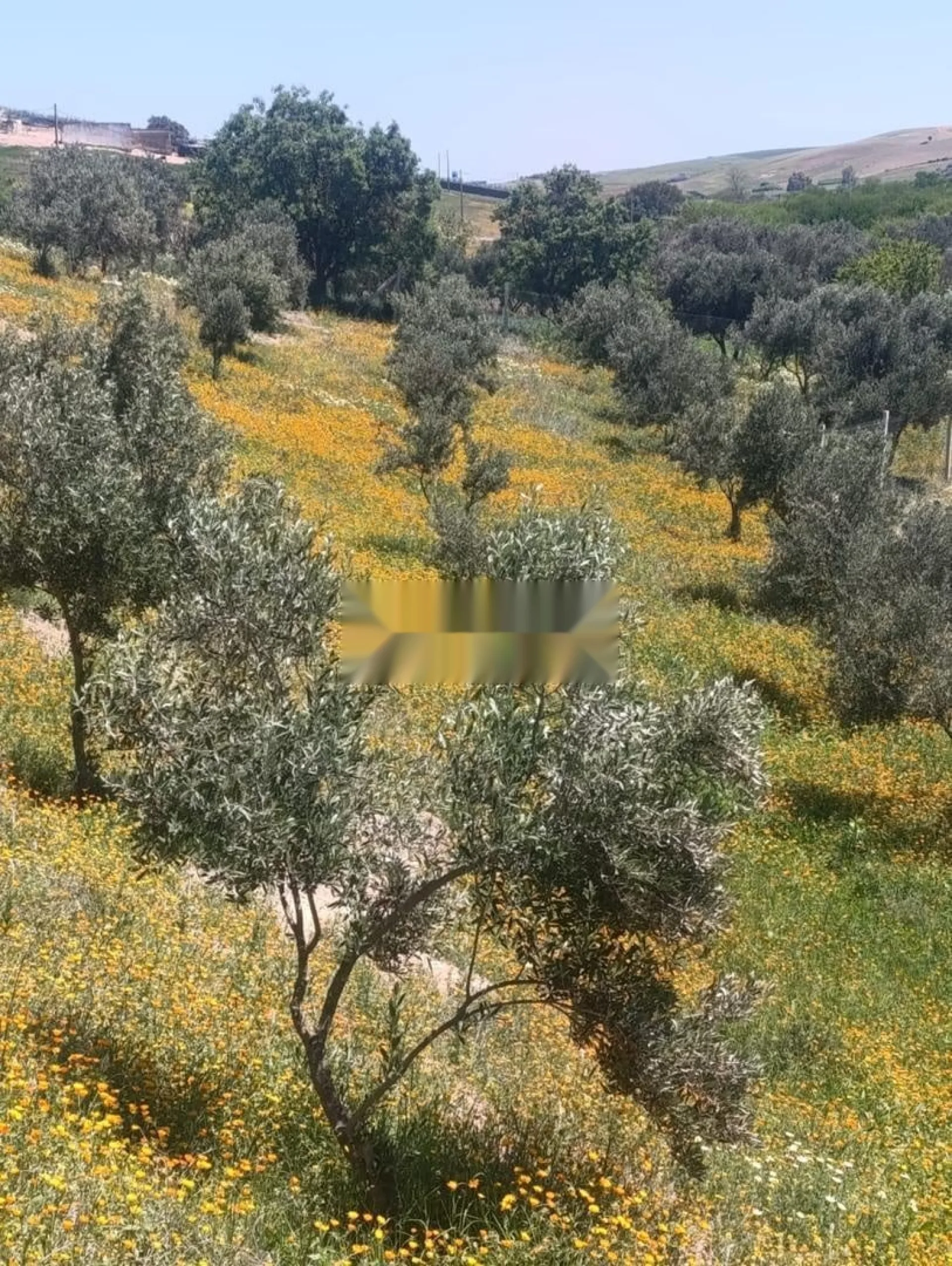 Terrain & Ferme agricole de 3ha à vendre à Kamouni