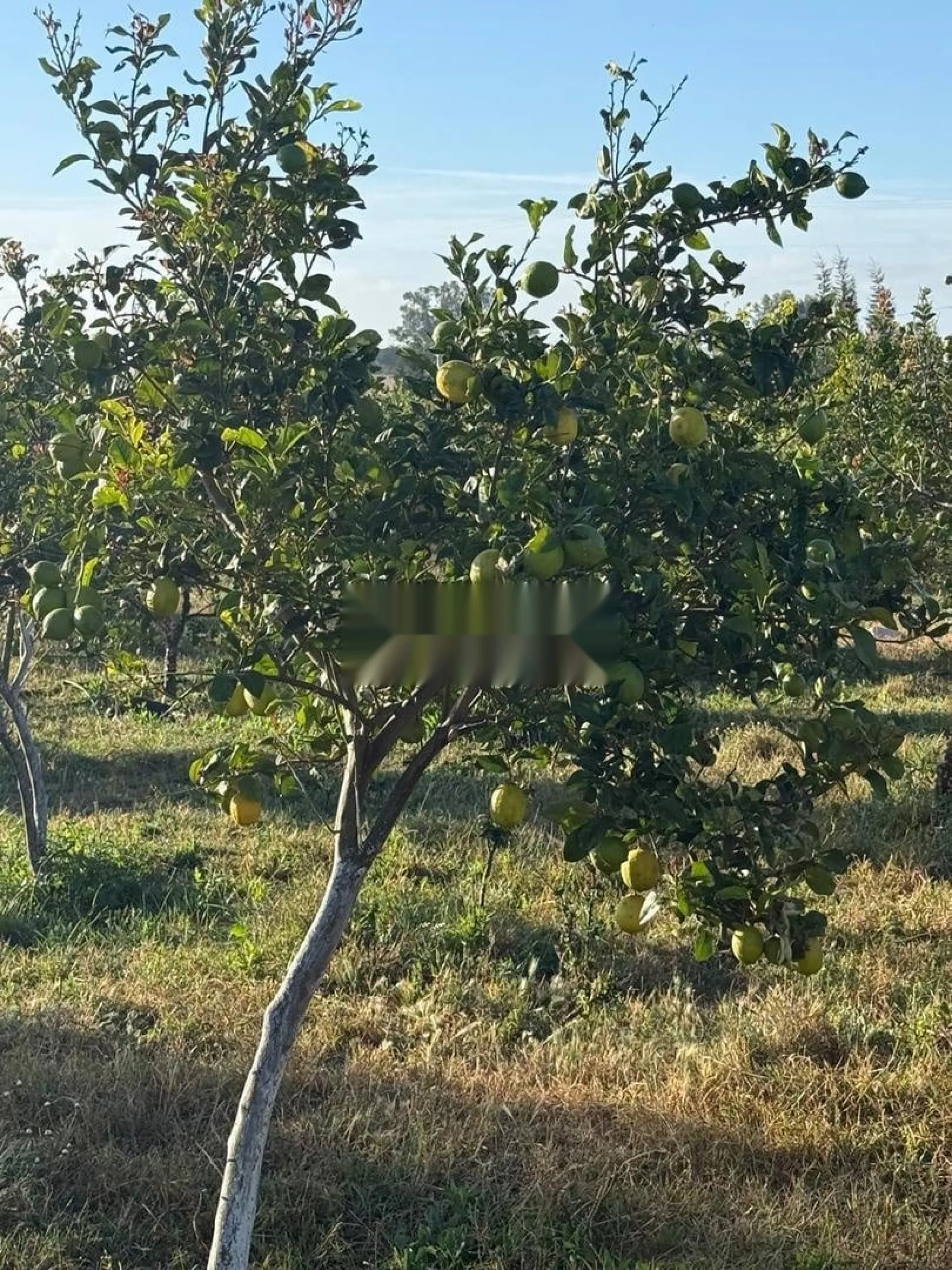 Terrain à vendre avec 400 arbres et plus