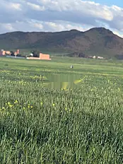أرض شارع بوروس سيدي بوبكر
