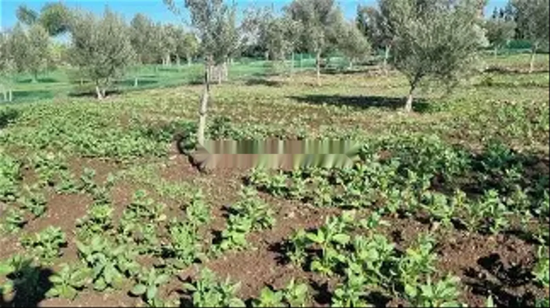 قطعة أرض فلاحية مساحتها 4380 متر مربع، سيدي المكي برشيد