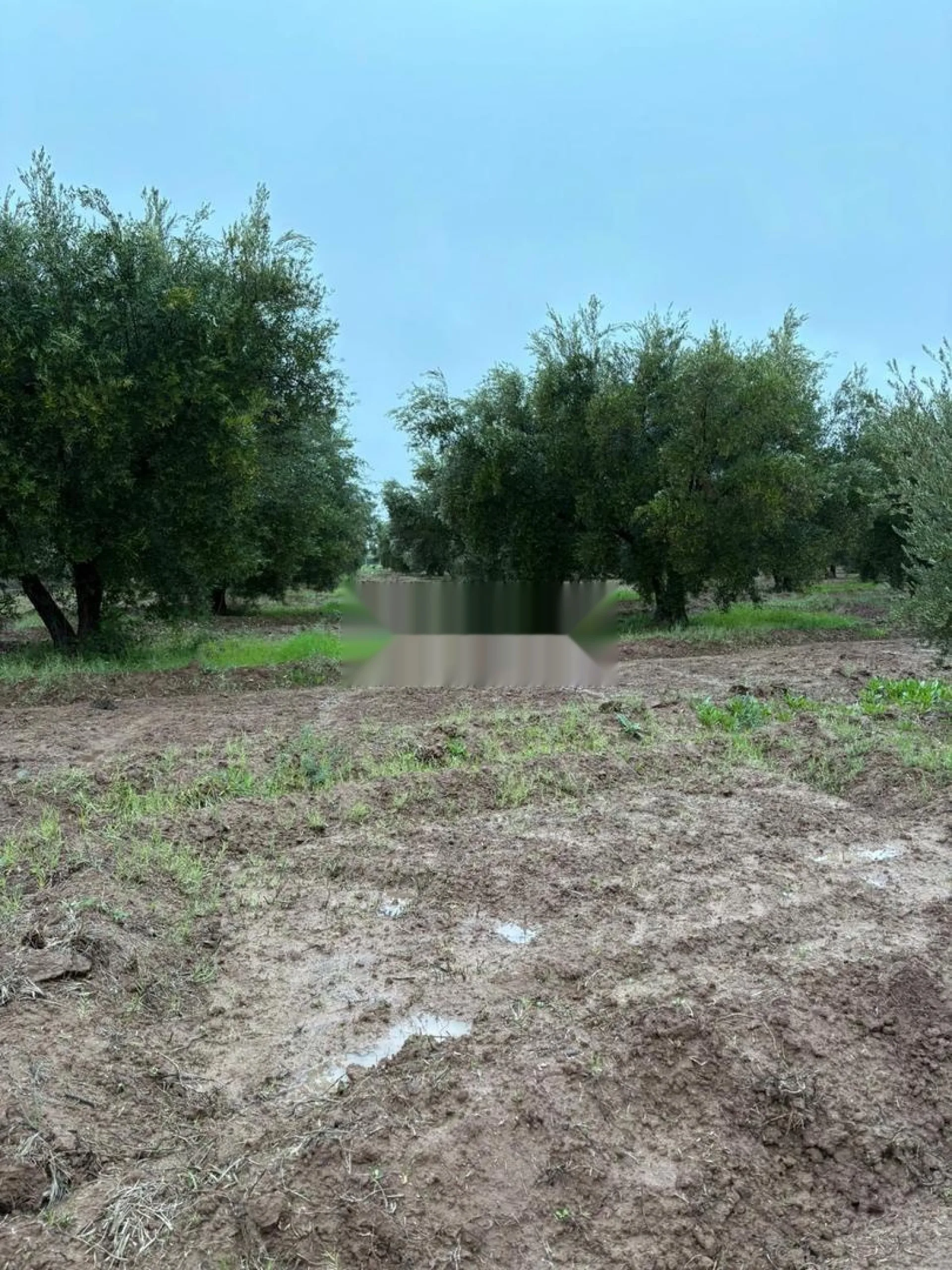 Terrain agricole