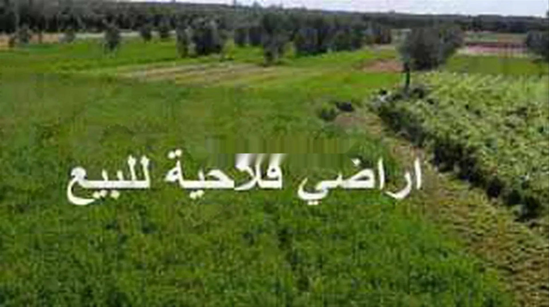 21 هكتار للبيع