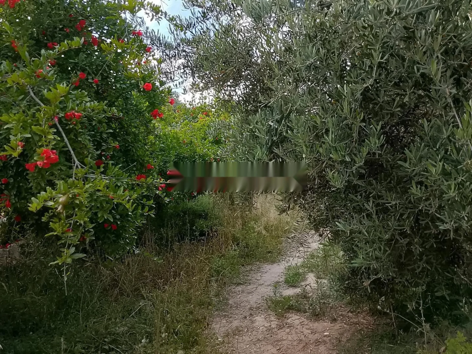Ferme à vendre près de Tiznit