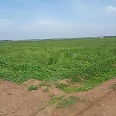 Terrain agricole titré de 4,61 hectares souk sebt