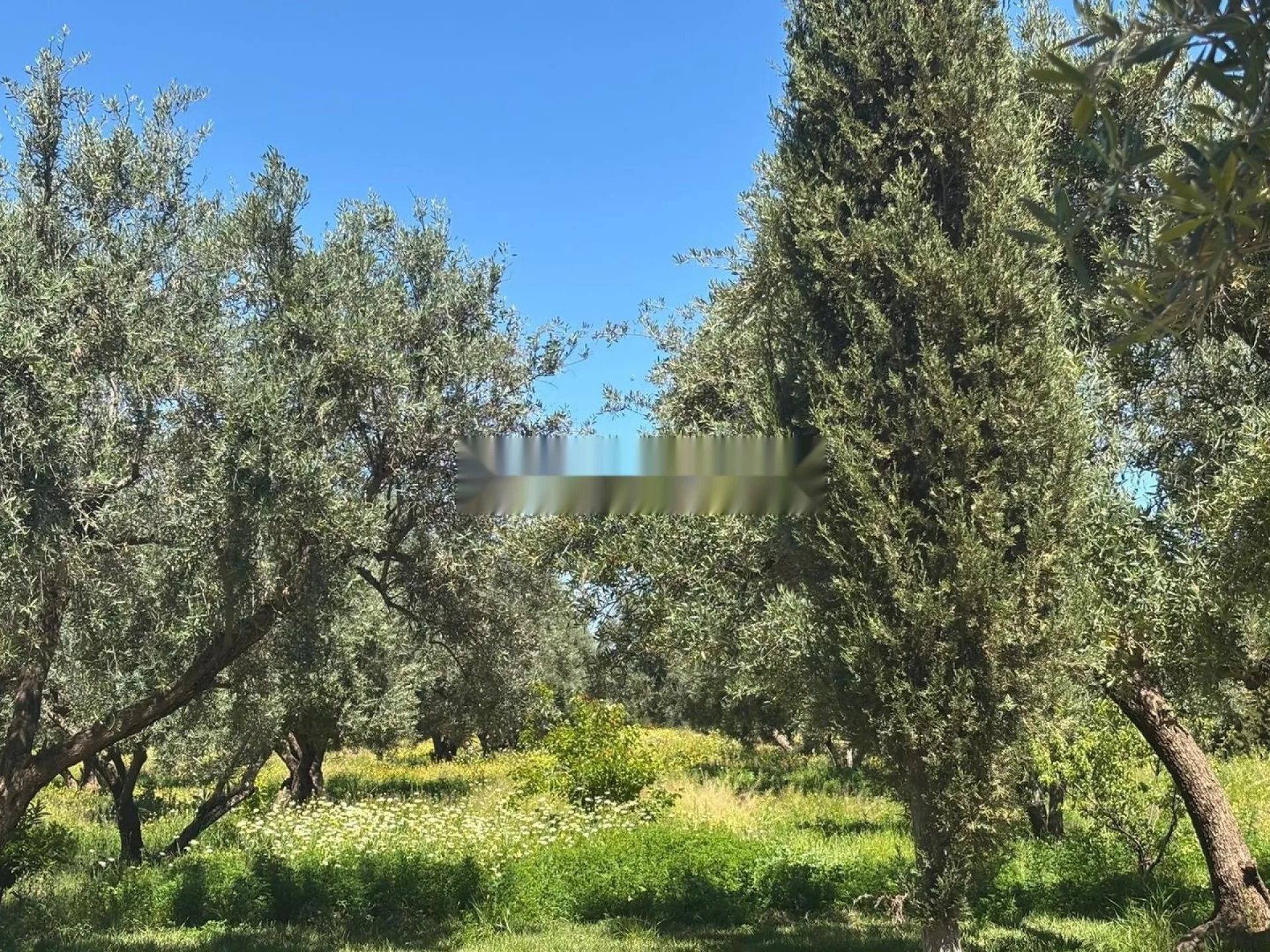 أرض للبيع مساحتها 2 هكتار و 400 متر مربع، ملكية محفظة