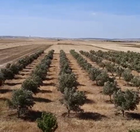 À Vendre Magnifique terrain agricole à Berrechid