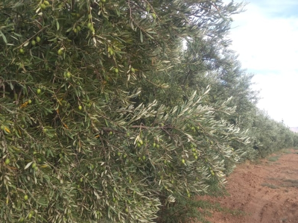 Vente de l'exploitation d'une ferme de 5 hectares d'oliviers