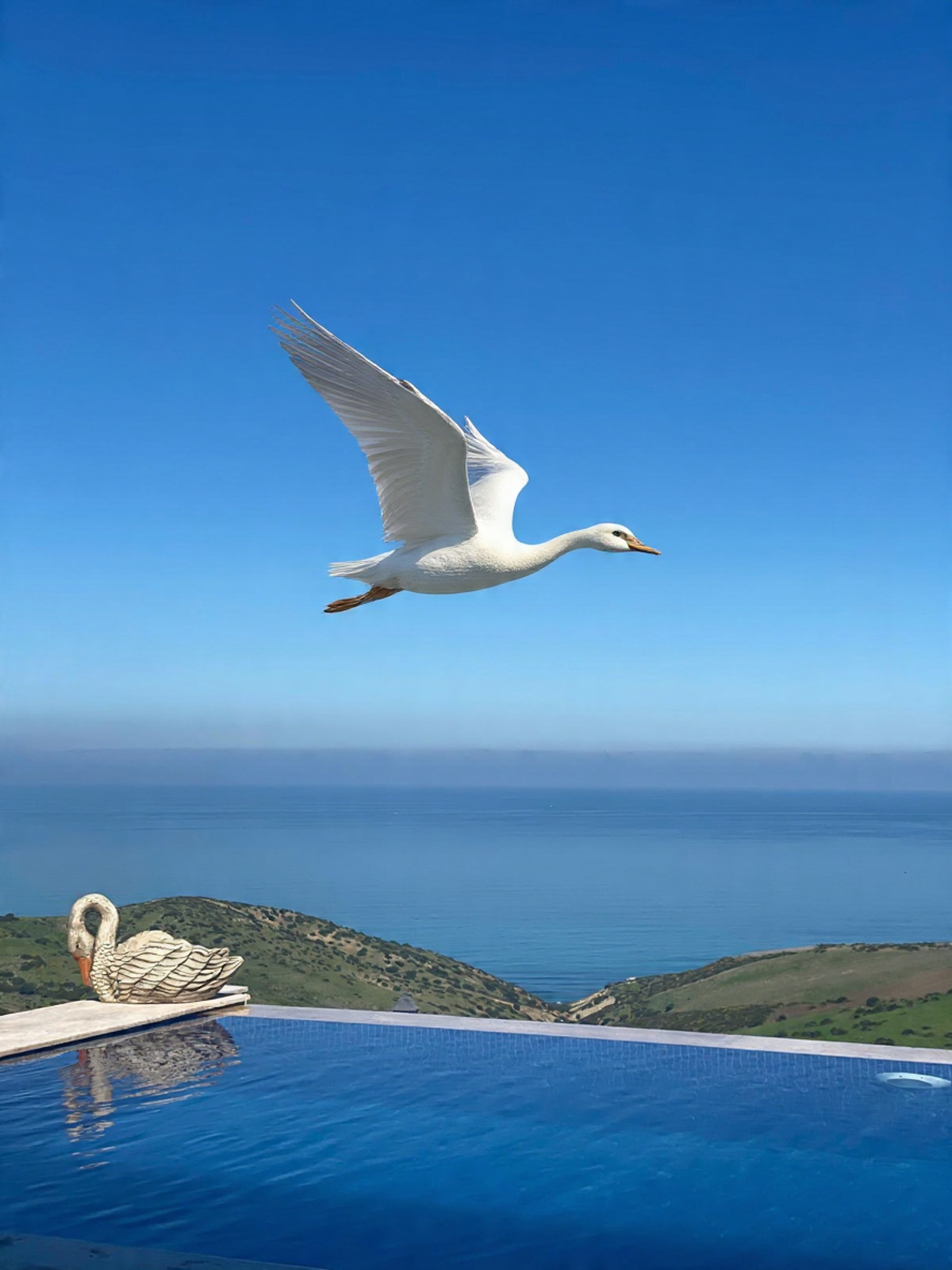 fais_voler_les_cygne